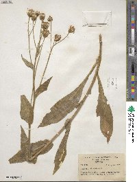 Senecio crassulus image