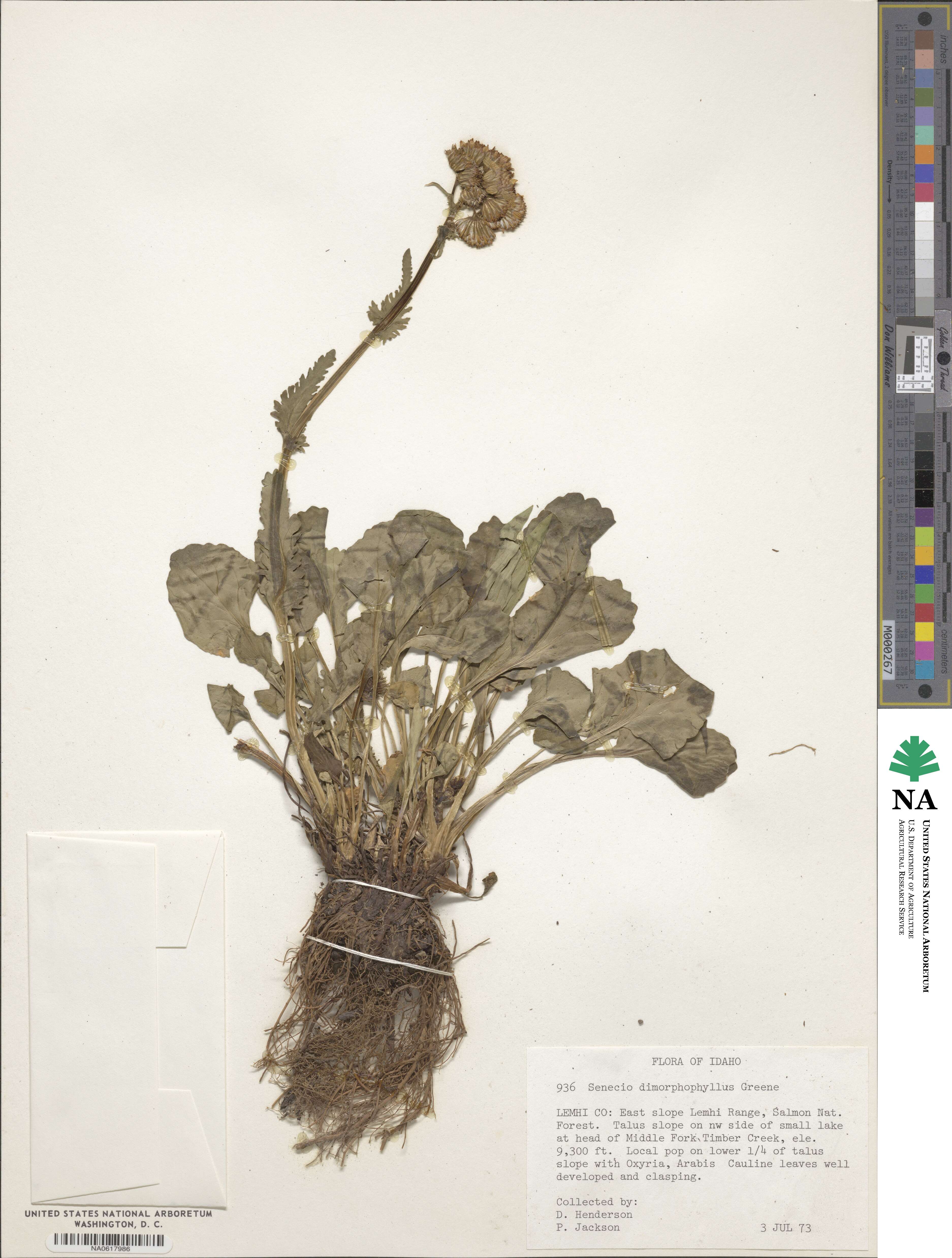 Packera dimorphophylla image