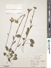 Packera dimorphophylla image