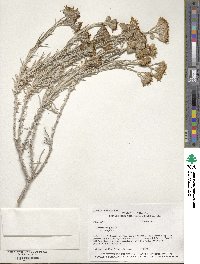 Senecio flaccidus var. douglasii image