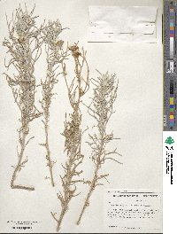 Senecio flaccidus image