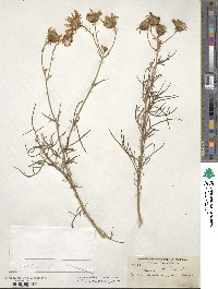 Senecio flaccidus image