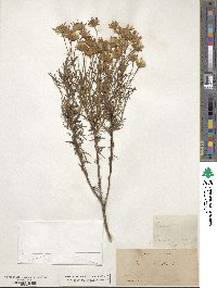 Senecio flaccidus image