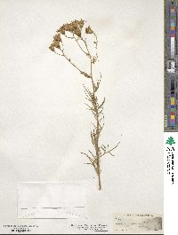 Senecio flaccidus image