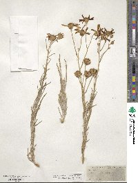 Senecio flaccidus image