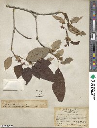 Mallotus philippensis image