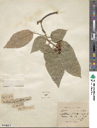 Mallotus philippensis image