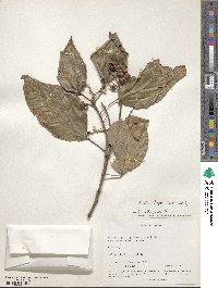 Mallotus philippensis image