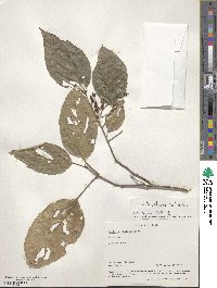 Mallotus philippensis image