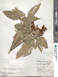 Mallotus philippensis image