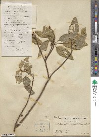 Mallotus philippensis image