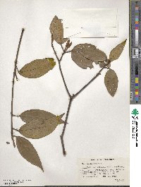 Mallotus philippensis image