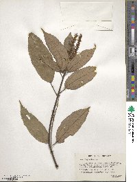 Mallotus philippensis image