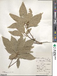 Mallotus philippensis image