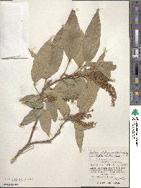 Mallotus philippensis image