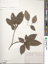 Mallotus philippensis image