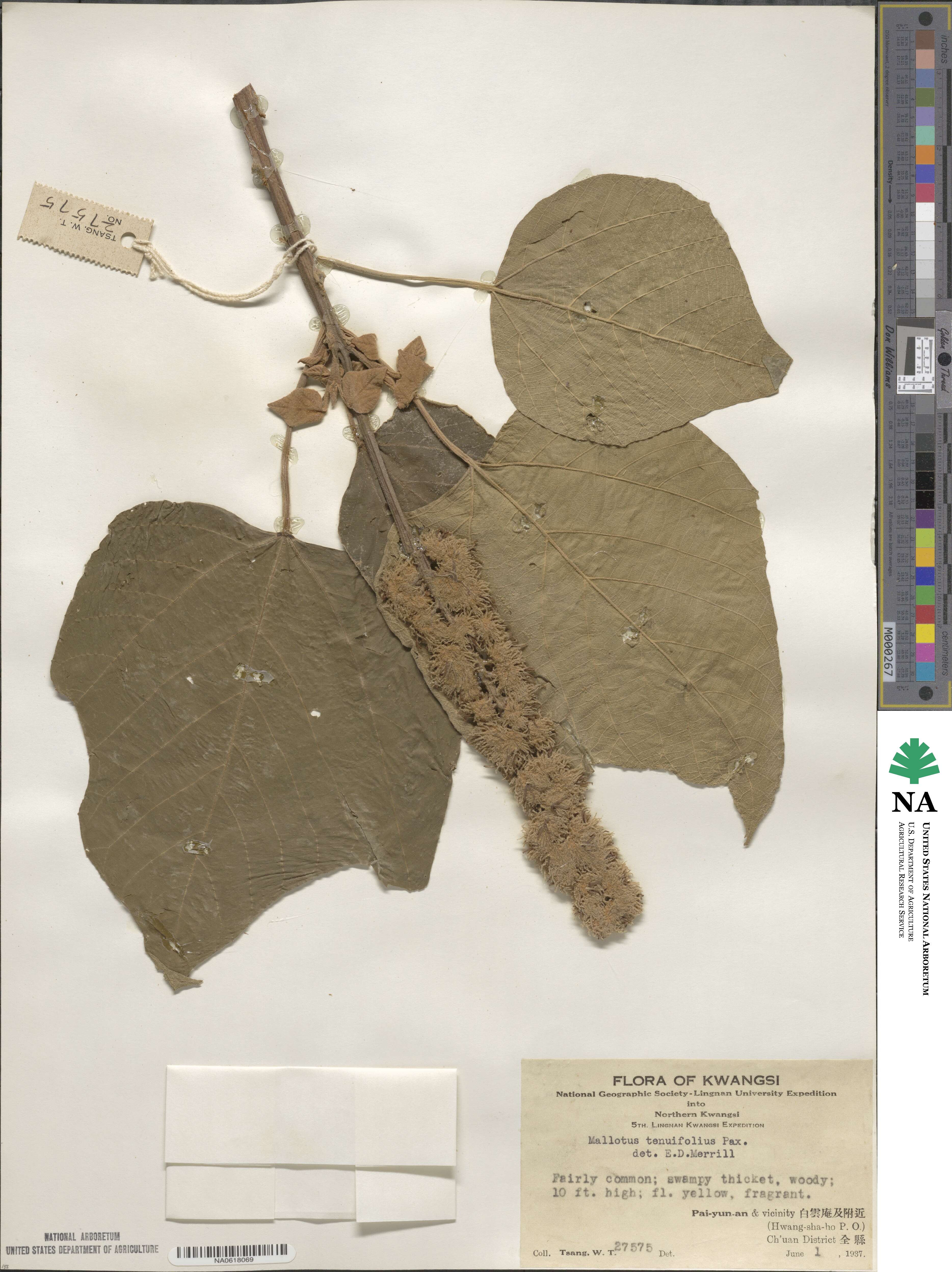 Mallotus tenuifolius image