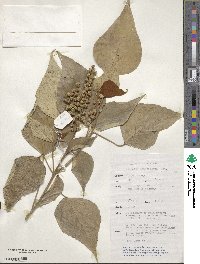 Mallotus paniculatus image