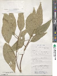 Mallotus philippensis image