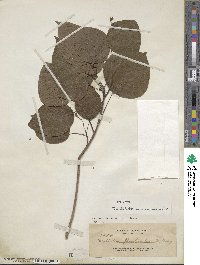 Image of Mallotus floribundus