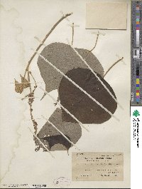 Mallotus mollissimus image