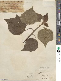 Mallotus japonicus image