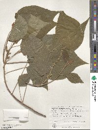 Mallotus japonicus image