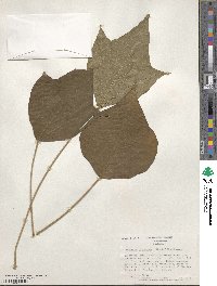 Mallotus japonicus image