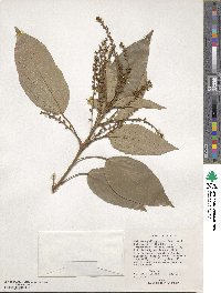 Mallotus philippensis image