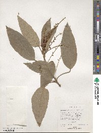 Mallotus philippensis image