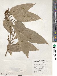 Mallotus philippensis image