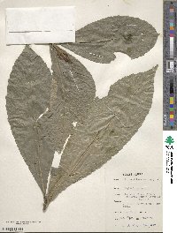 Image of Argomuellera macrophylla