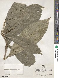 Argomuellera macrophylla image