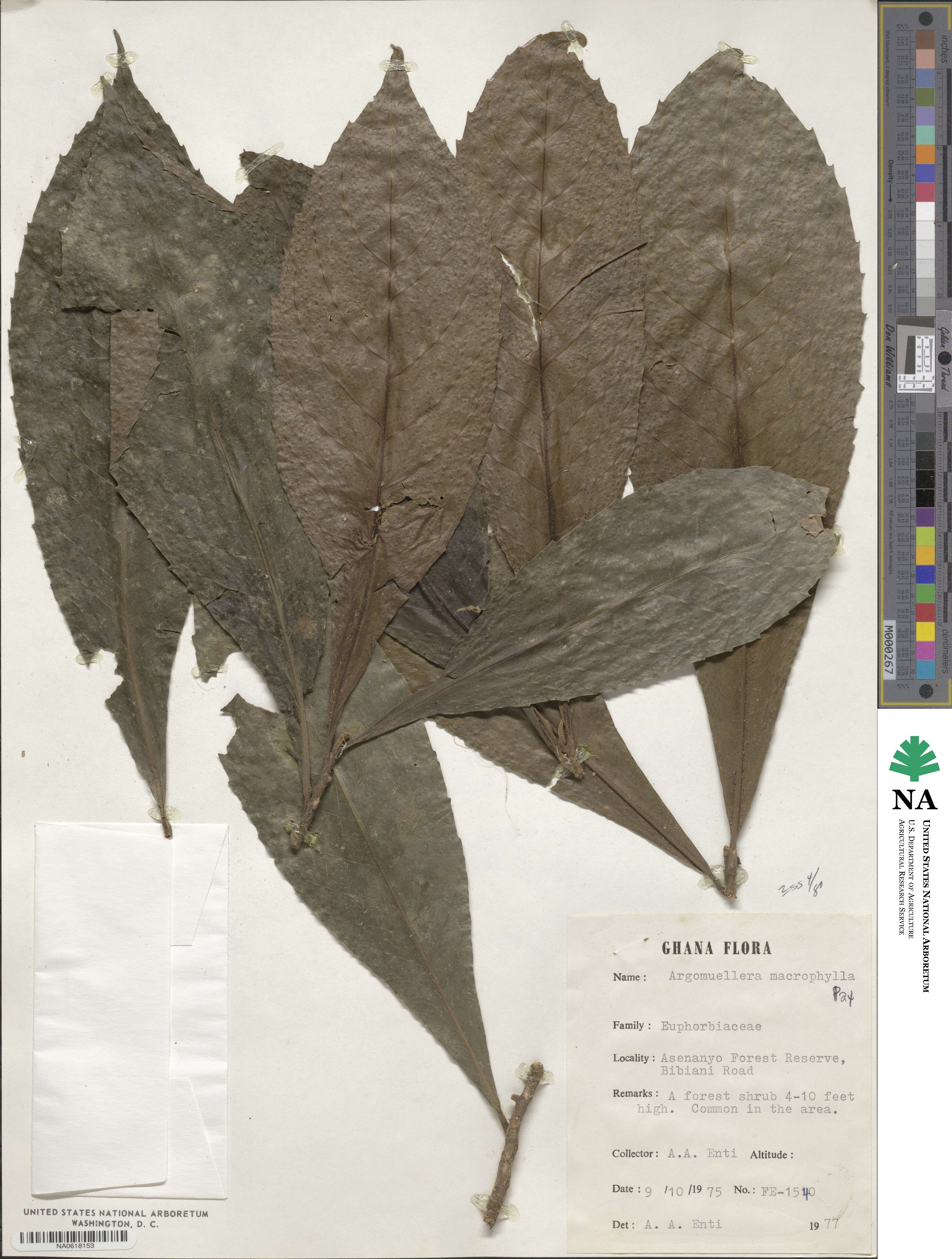 Argomuellera macrophylla image