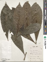 Argomuellera macrophylla image