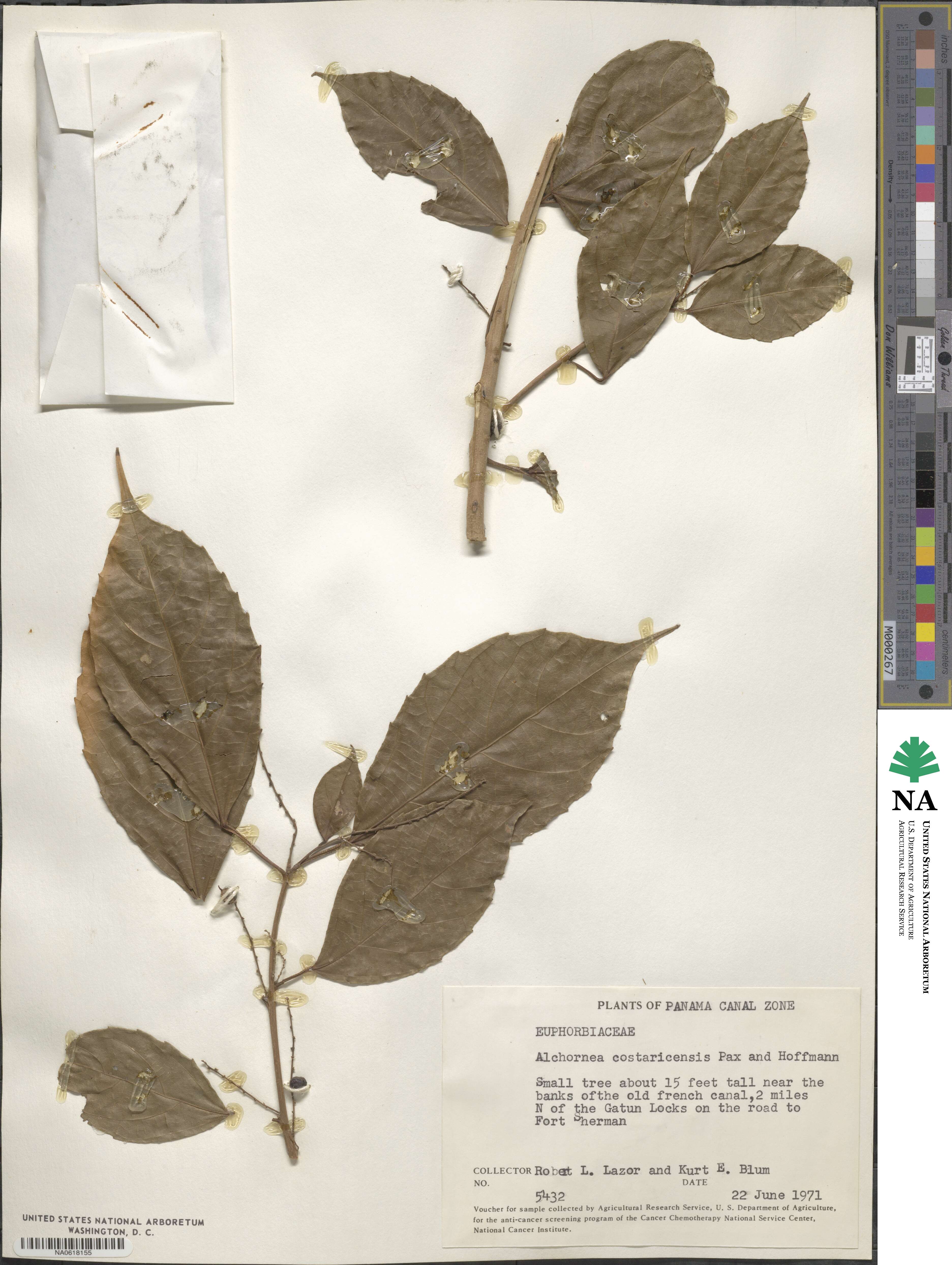 Alchornea costaricensis image