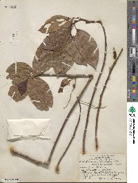 Alchornea latifolia image