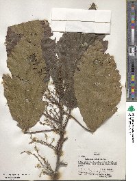 Alchornea latifolia image