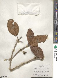 Alchornea latifolia image