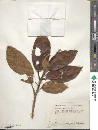 Alchornea latifolia image