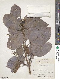 Alchornea latifolia image