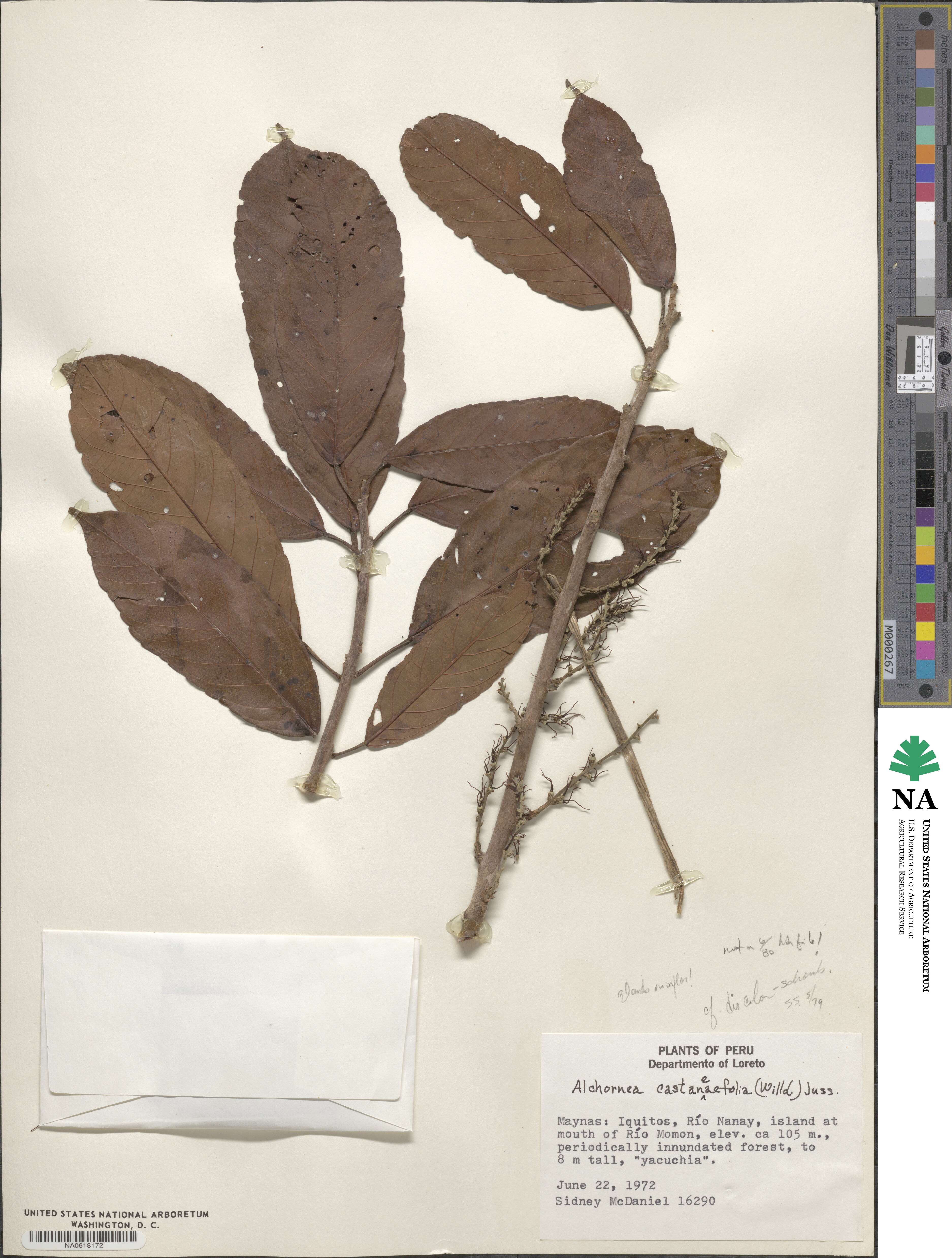 Alchornea castaneifolia image