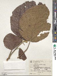 Image of Alchornea sidifolia