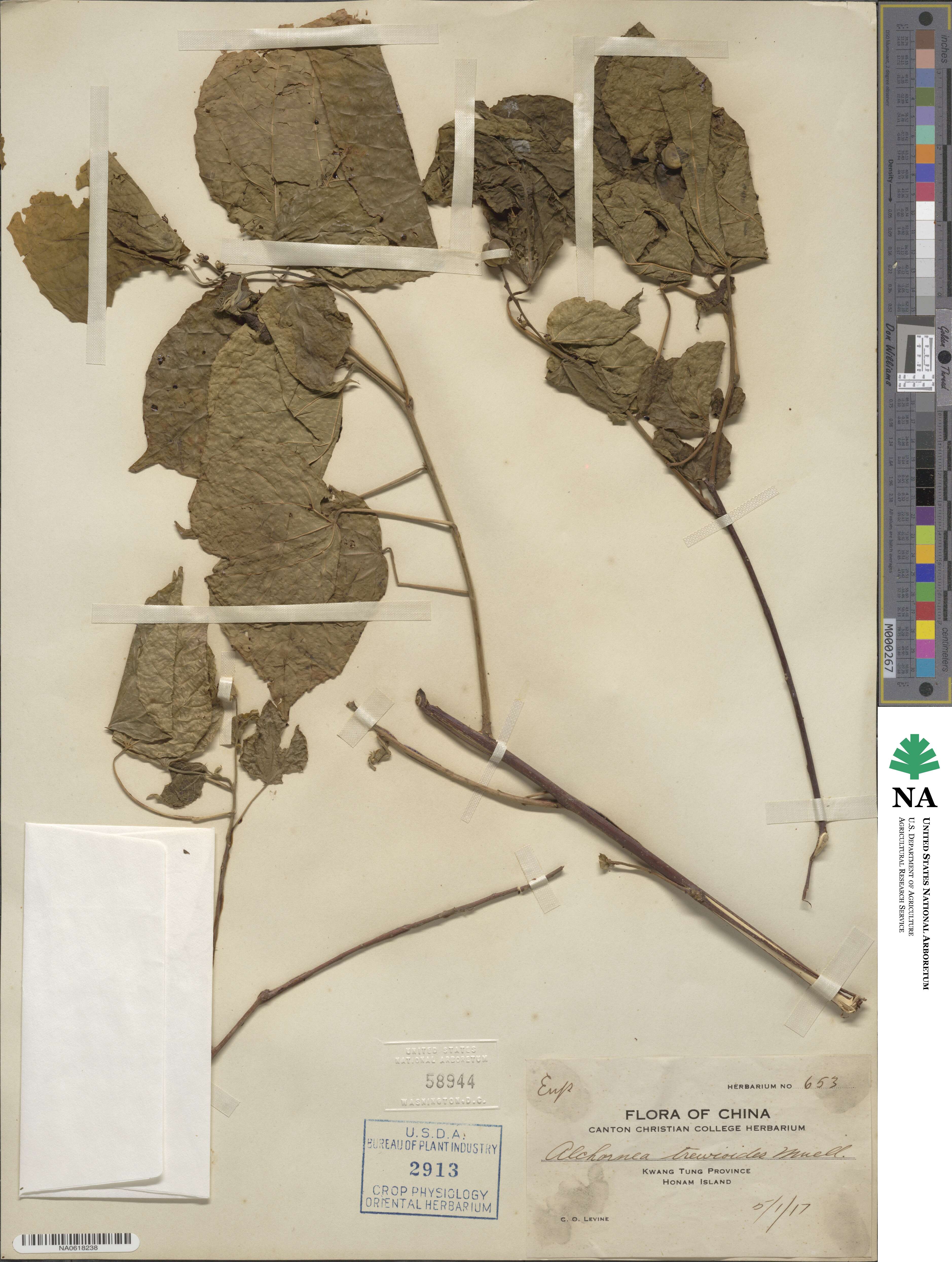 Alchornea trewioides image