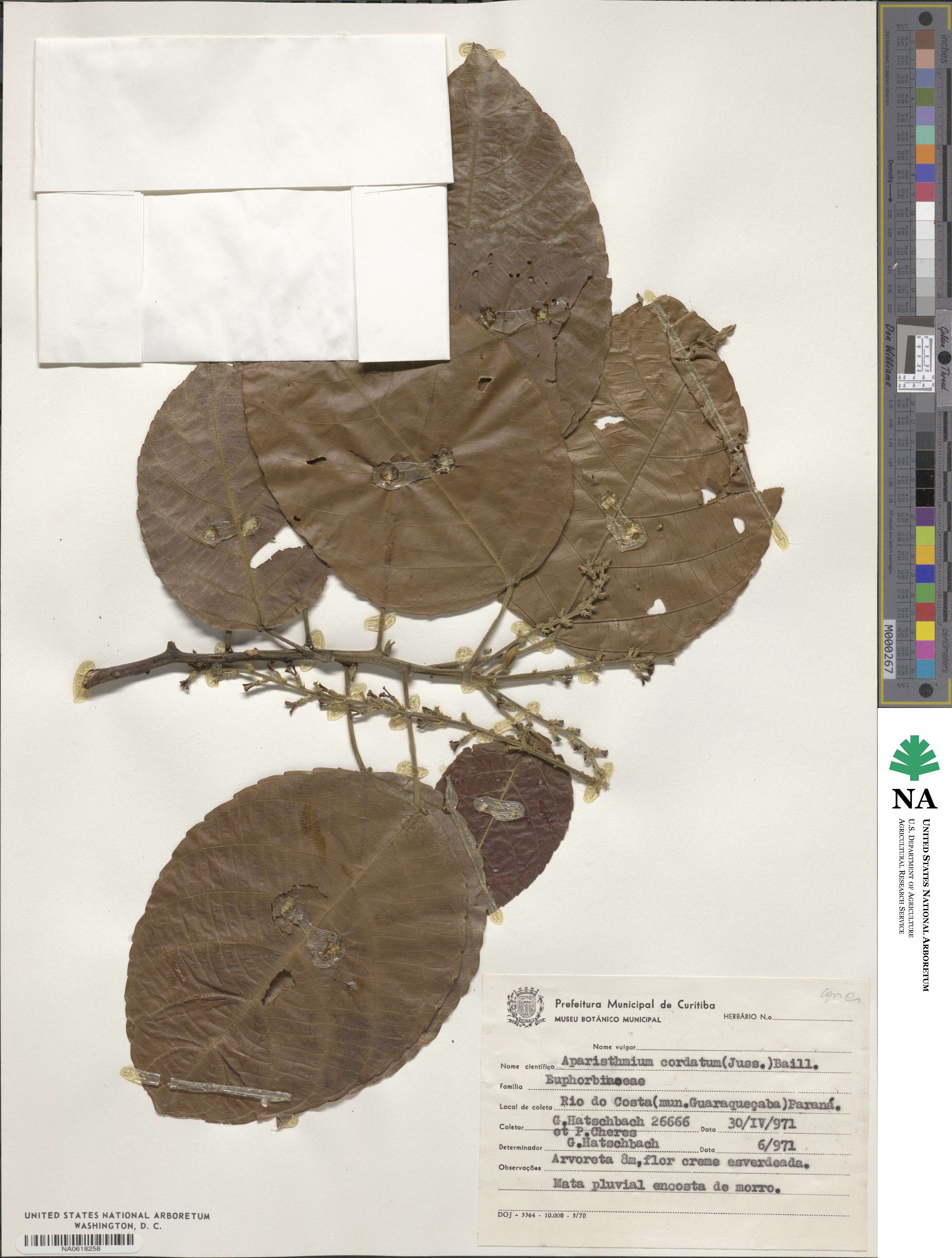 Aparisthmium cordatum image