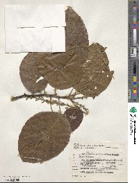 Aparisthmium cordatum image