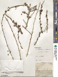 Adelia ricinella image