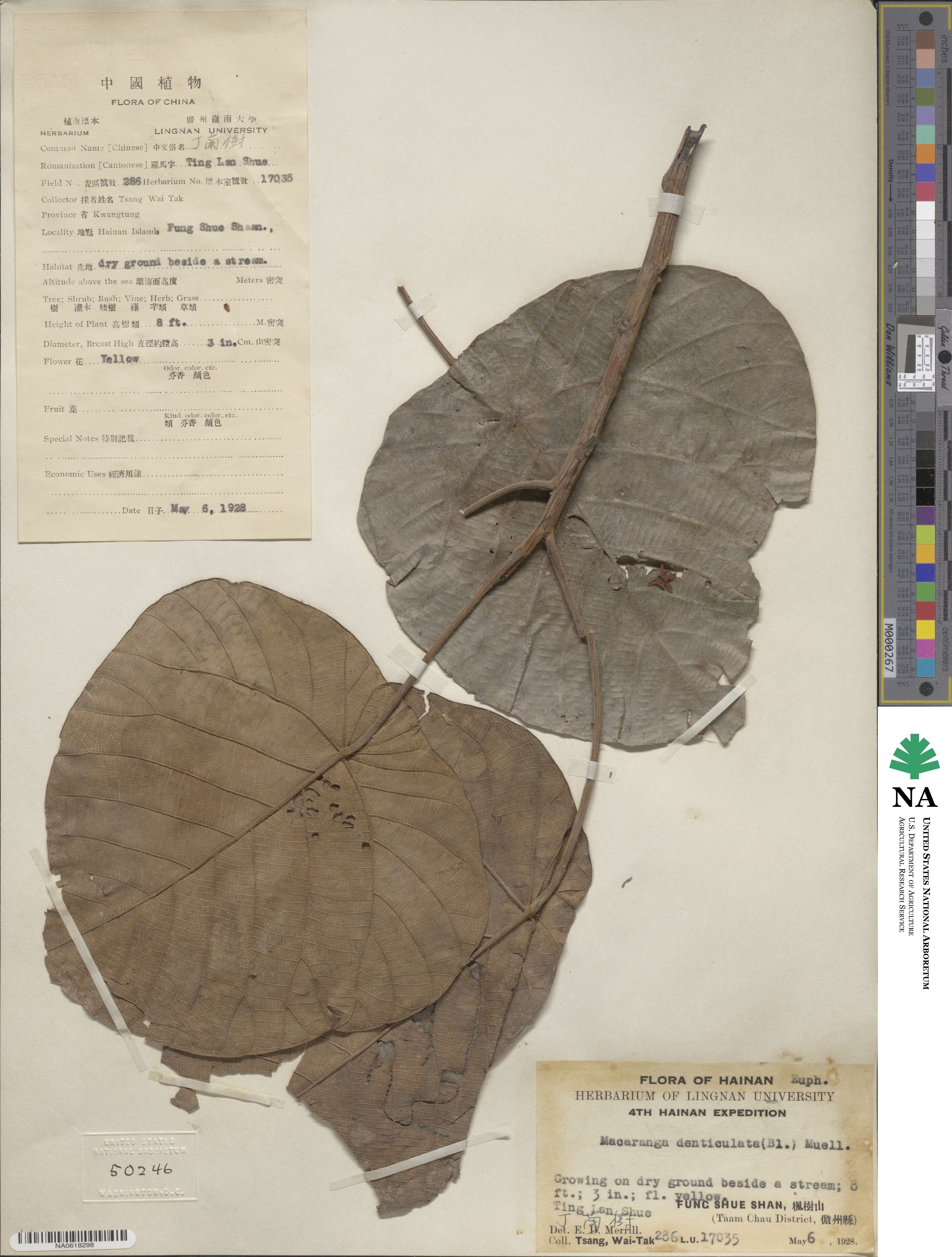 Macaranga denticulata image