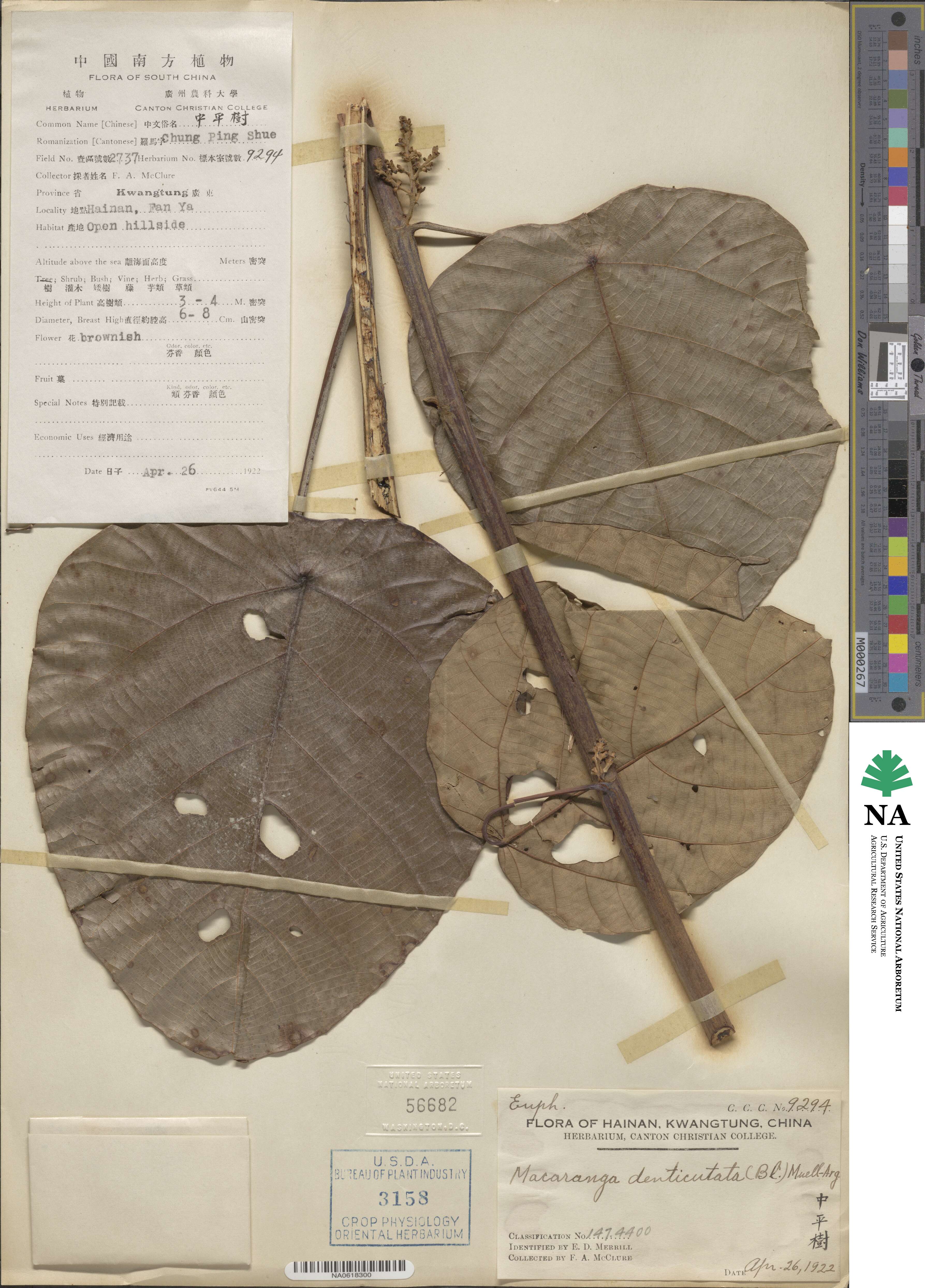 Macaranga denticulata image