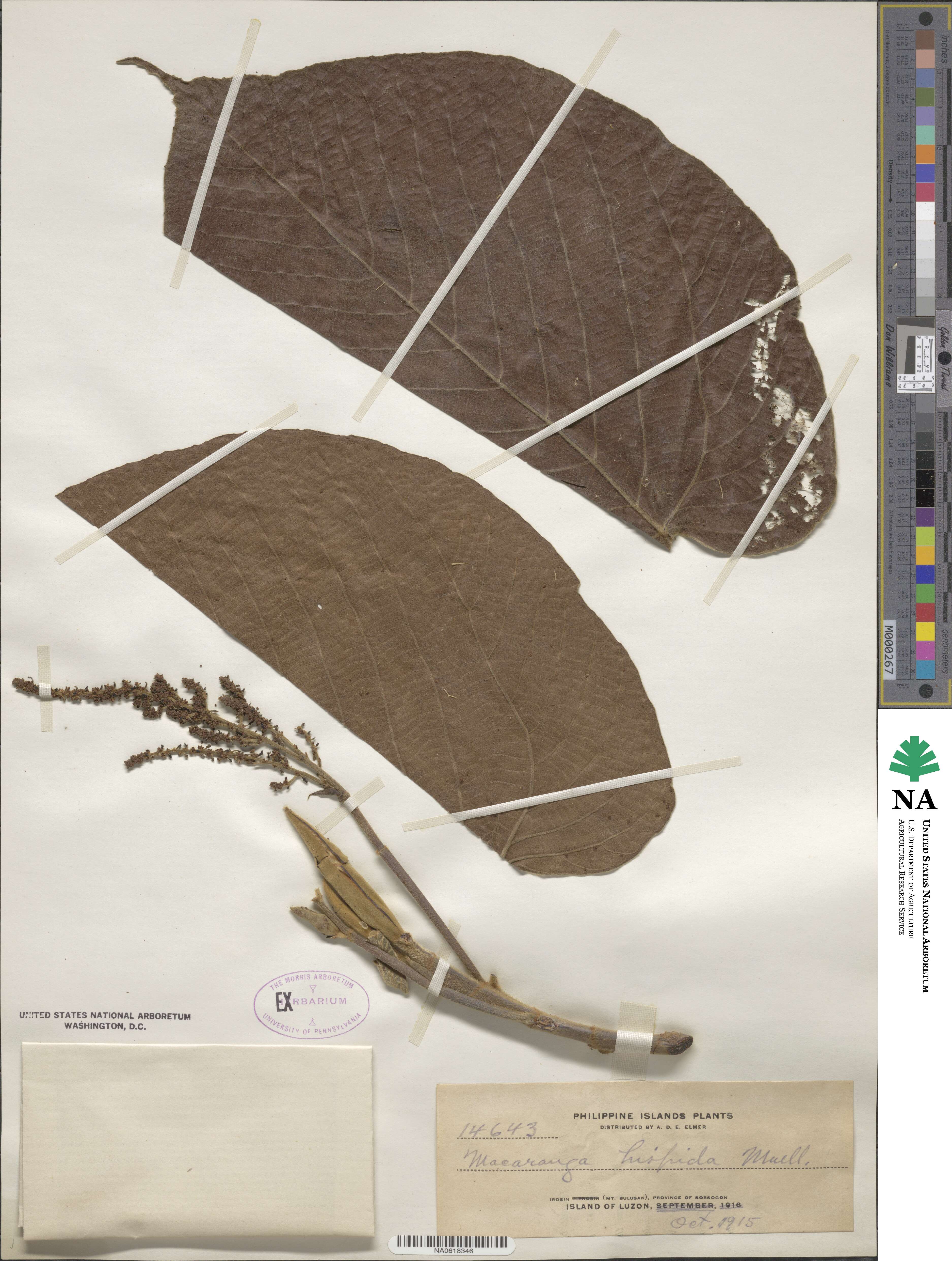 Macaranga hispida image